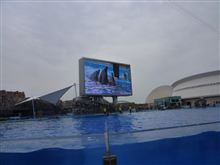 今日は、こちらの水族館に出没! 今日は、こちらの水族館に出没!