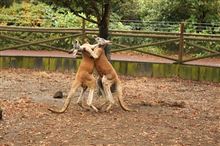 初サファリ♪ 初サファリ♪