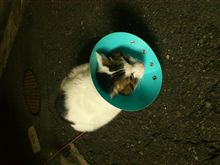 猫る? 猫る?