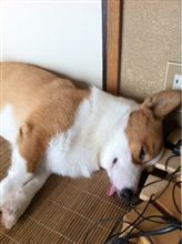 しょっきんぐ~ しょっきんぐ~