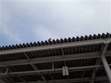 この鳥、なぁんだぁ? 知ってる方おりましたら教えてください。 この鳥、なぁんだぁ? 知ってる方おりましたら教えてください。