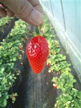 いちご狩り2012 いちご狩り2012