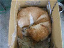 ハードな日々、2日目。。花粉警報!! ハードな日々、2日目。。花粉警報!!