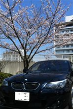 桜 桜