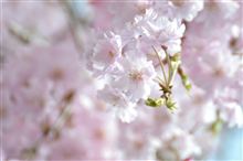 どうやら、完全に生産終了のようだ・・・。(´;ω;`) どうやら、完全に生産終了のようだ・・・。(´;ω;`)
