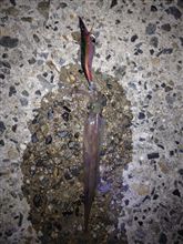 釣り場で遭遇したお馬鹿さん(^_^;) 釣り場で遭遇したお馬鹿さん(^_^;)