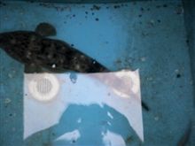 釣り 釣り