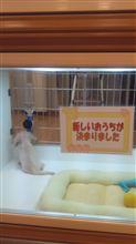 新しい家族が増えました。名前、協議中(追記しました) 新しい家族が増えました。名前、協議中(追記しました)