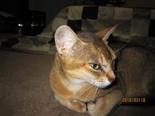 あぽろの写真 あぽろの写真