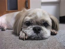 お知らせ お知らせ