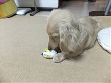 ハッピーの訓練状況 ハッピーの訓練状況