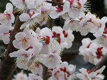 梅の花... 梅の花...