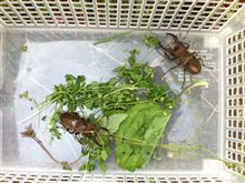 クワガタ欲しい方いませんか? クワガタ欲しい方いませんか?