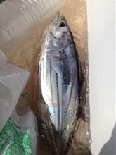 デカマグロ狙いに。。。 デカマグロ狙いに。。。