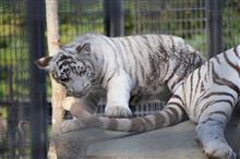 動物園に行ってみた 動物園に行ってみた