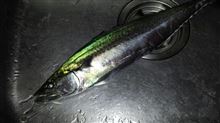 今日は朝から 今日は朝から