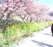 河津桜と湯河原梅林ツーリング! 河津桜と湯河原梅林ツーリング!