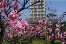 梅満開 梅満開