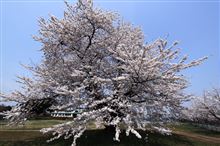 青森は桜満開でーーす! 青森は桜満開でーーす!