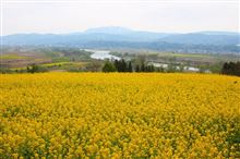 飯山 菜の花まつり 飯山 菜の花まつり