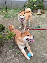 短い盆休み 短い盆休み