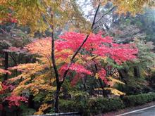 紅葉♪ 紅葉♪