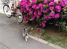 看板猫(2015.4.30 看板猫(2015.4.30