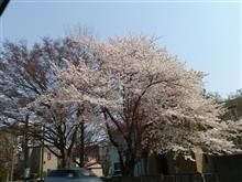 春ラー 春ラー