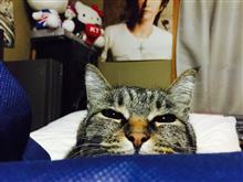 連休入って飲み散らかしてますけど何か? 連休入って飲み散らかしてますけど何か?