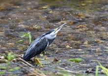 鮎やオイカワを捕食するササゴイ 鮎やオイカワを捕食するササゴイ