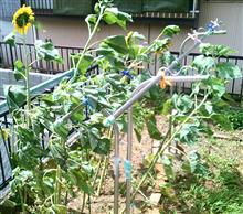 ひまわり ひまわり