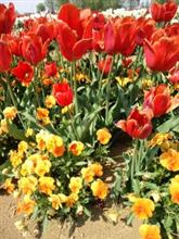 赤と黄色の花 赤と黄色の花