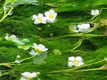 水中花、美しさは倍かも。 水中花、美しさは倍かも。