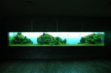 水草レイアウト水槽を考えてみる 水草レイアウト水槽を考えてみる