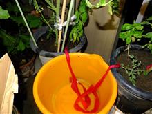 鉢植に簡易自動給水 鉢植に簡易自動給水