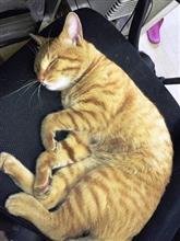 おやすみなさい (@ ̄ρ ̄@)zzzz おやすみなさい (@ ̄ρ ̄@)zzzz
