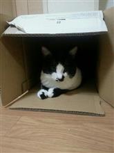 ワンダーまでのあれこれ ワンダーまでのあれこれ