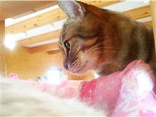 どきどきのデビュー♪その① もふもふ編 どきどきのデビュー♪その① もふもふ編