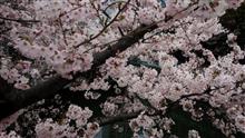 ☆桜☆ ☆桜☆