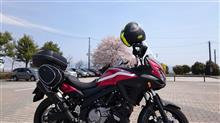 桜を見に行ってきました。PART2 桜を見に行ってきました。PART2
