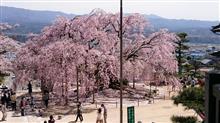 桜 桜