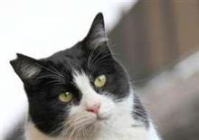 野良猫増加に「脱・殺処分」の一手…大阪・曽根崎で34匹に一斉不妊手術 被害コリゴリ、平和的共存で招き猫に 野良猫増加に「脱・殺処分」の一手…大阪・曽根崎で34匹に一斉不妊手術 被害コリゴリ、平和的共存で招き猫に