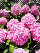 ぁんけぇと☆ (´・ω・`) ぁんけぇと☆ (´・ω・`)