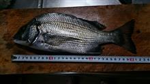 ちぬかかり釣り \(^o^)/ ちぬかかり釣り \(^o^)/