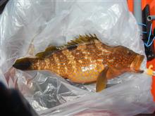 果たしてサンマ? 果たしてサンマ?
