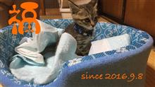 ペットを飼うということ ペットを飼うということ