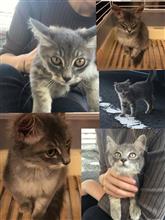 子ニャンコの、里親探してます。 子ニャンコの、里親探してます。