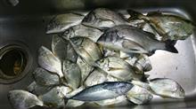 かかり釣り \(^o^)/ かかり釣り \(^o^)/