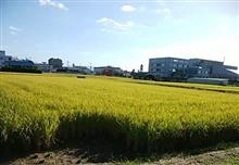 実りの秋やね 実りの秋やね