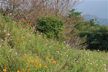 山の上のコスモス畑へ 山の上のコスモス畑へ